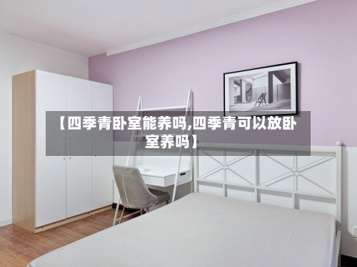 【四季青卧室能养吗,四季青可以放卧室养吗】