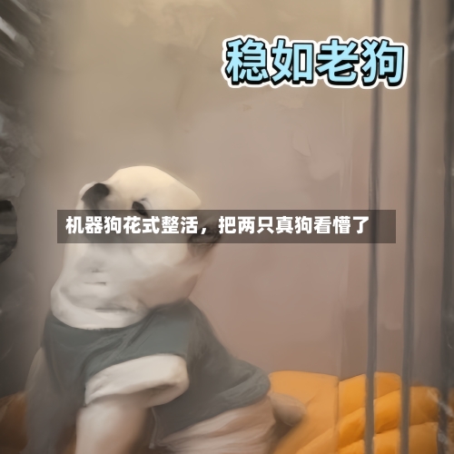 机器狗花式整活，把两只真狗看懵了