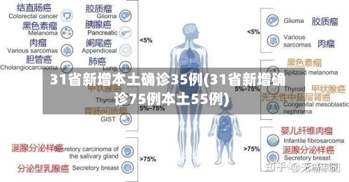 31省新增本土确诊35例(31省新增确诊75例本土55例)-第3张图片