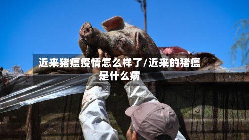近来猪瘟疫情怎么样了/近来的猪瘟是什么病-第2张图片
