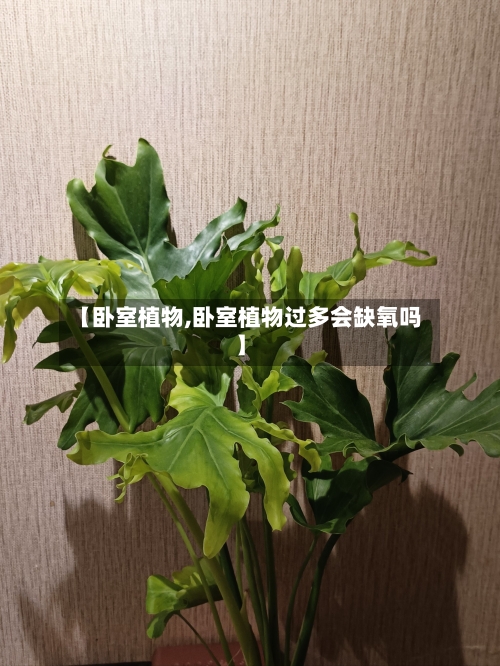 【卧室植物,卧室植物过多会缺氧吗】