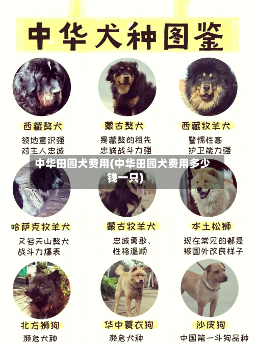 中华田园犬费用(中华田园犬费用多少钱一只)