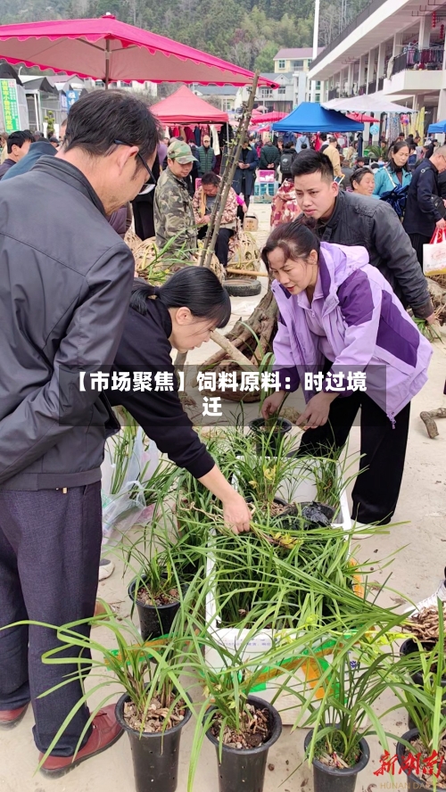 【市场聚焦】饲料原料:时过境迁-第3张图片