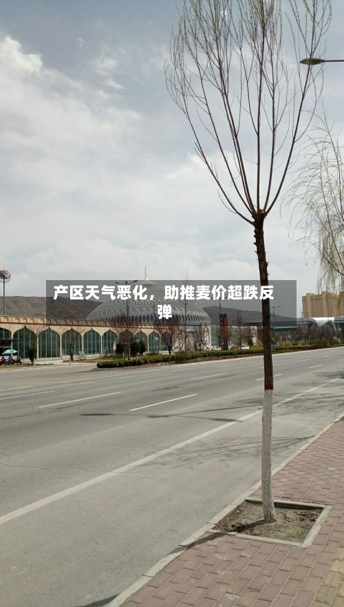 产区天气恶化，助推麦价超跌反弹-第3张图片